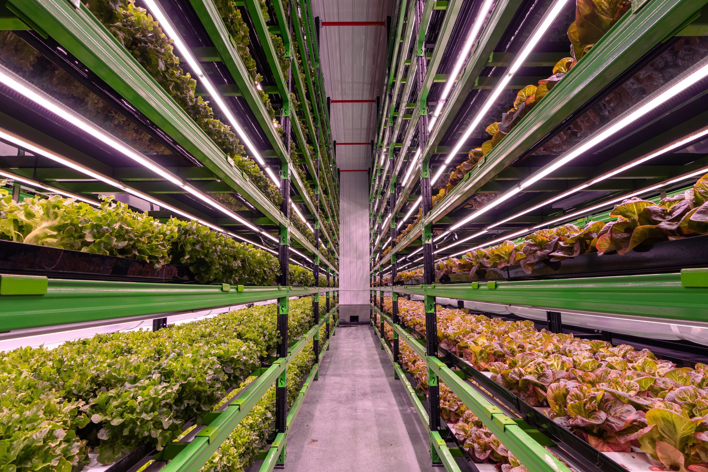 Symmetrical centre aisle between production rows