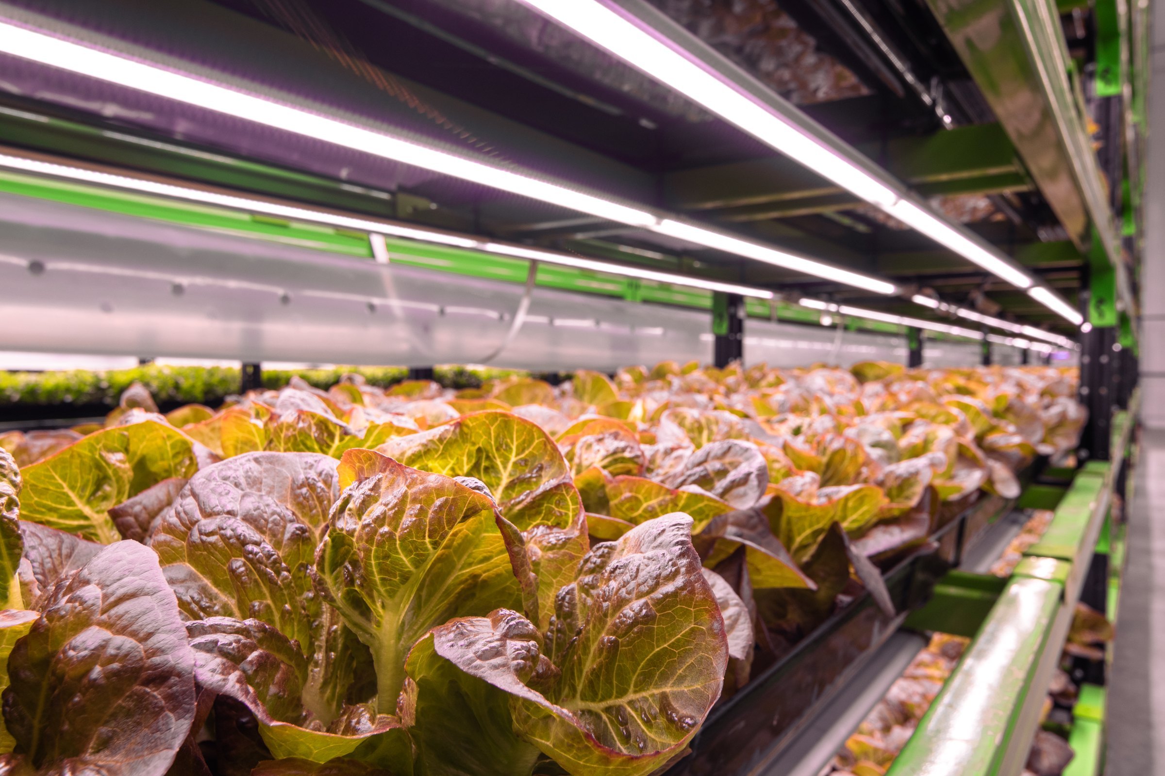 Lettuce in trays