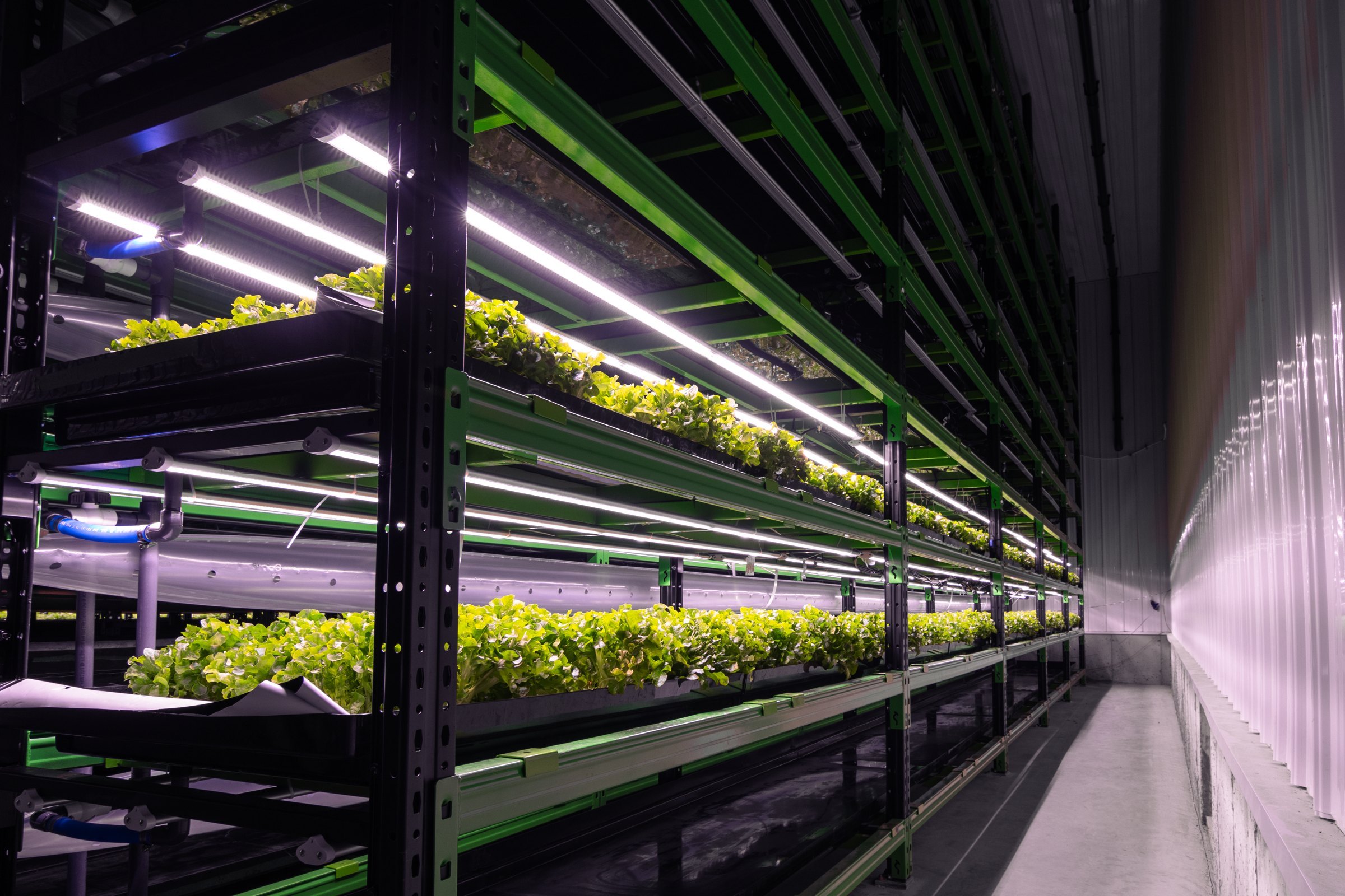 LED strips along the full length of the growing rows