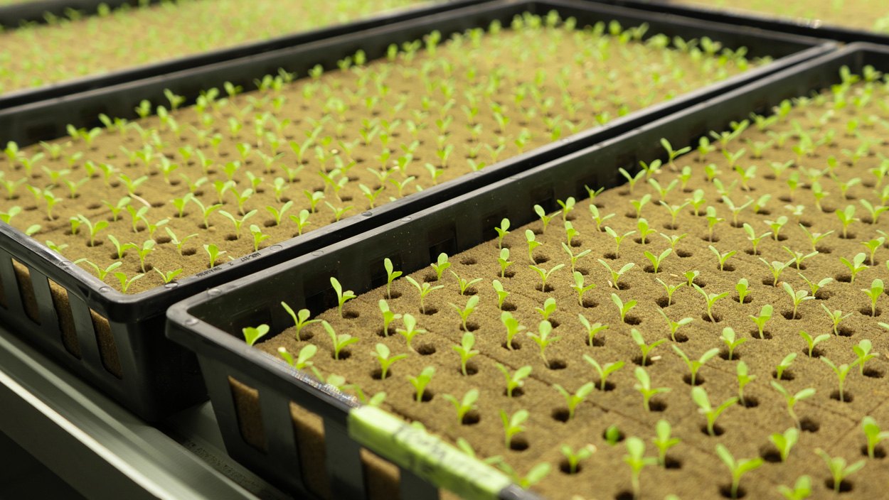 Nursery, the start of the growing cycle