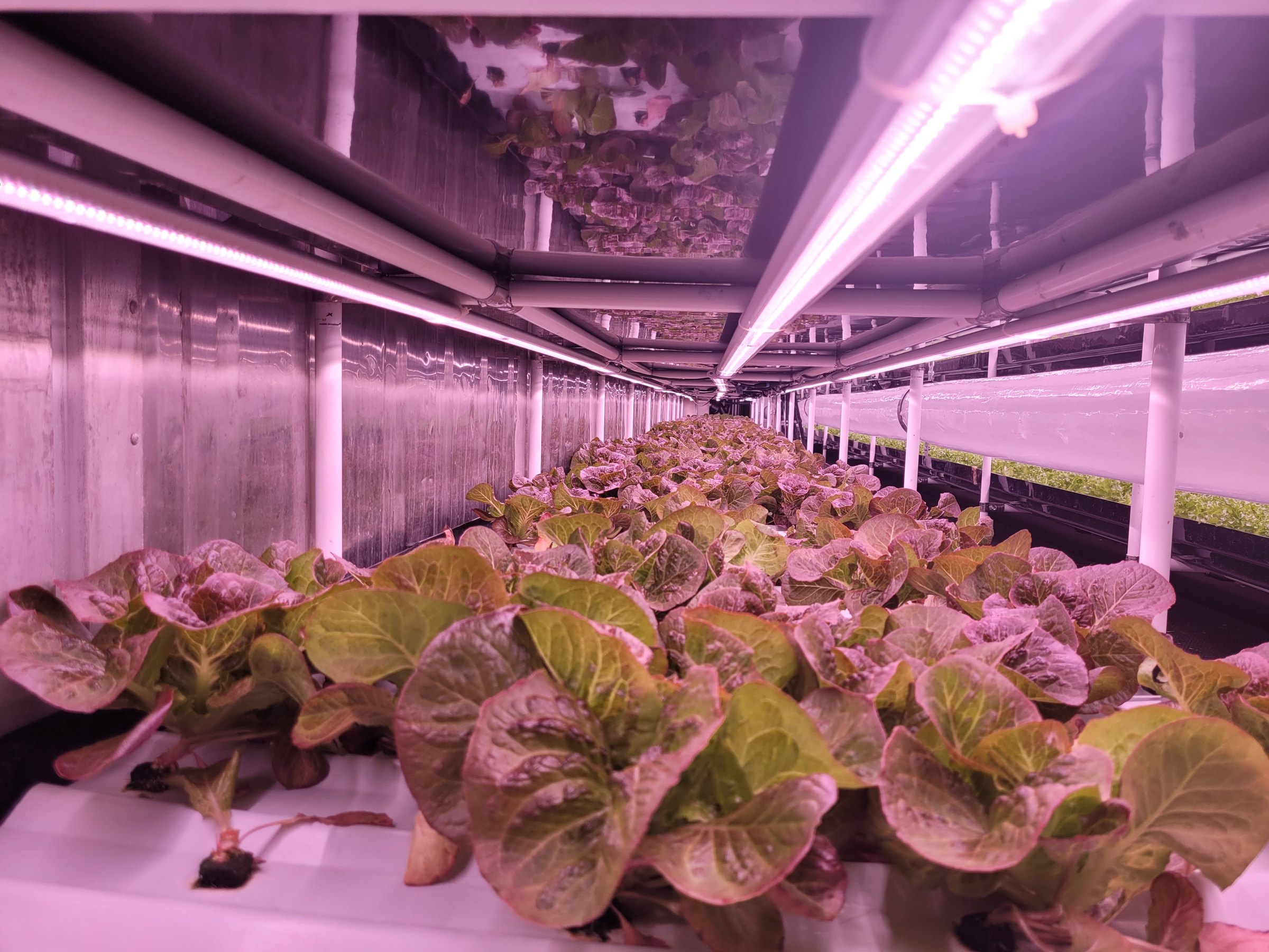 Red lettuce